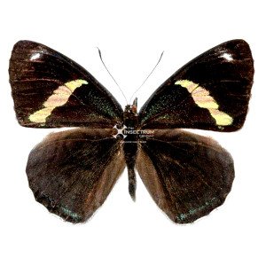 Anna's Eighty-eight butterfly